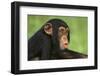 Chimpanzee-DLILLC-Framed Premium Photographic Print