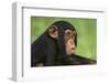 Chimpanzee-DLILLC-Framed Premium Photographic Print