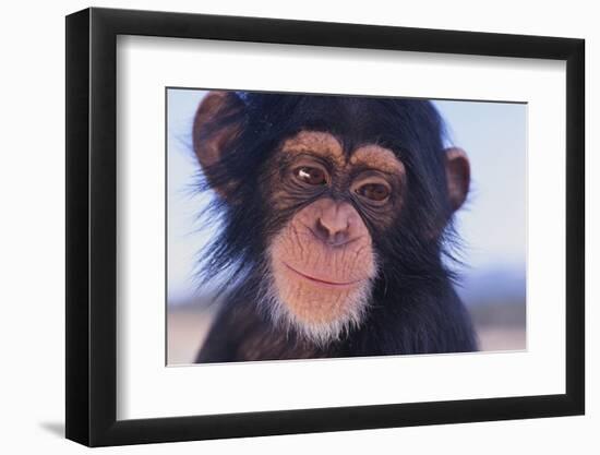 Chimpanzee-DLILLC-Framed Premium Photographic Print