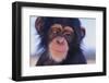 Chimpanzee-DLILLC-Framed Premium Photographic Print