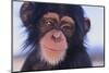 Chimpanzee-DLILLC-Mounted Premium Photographic Print