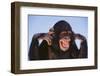 Chimpanzee-DLILLC-Framed Premium Photographic Print