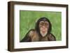 Chimpanzee-DLILLC-Framed Premium Photographic Print