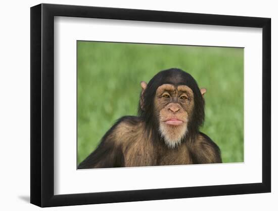 Chimpanzee-DLILLC-Framed Premium Photographic Print