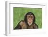 Chimpanzee-DLILLC-Framed Premium Photographic Print