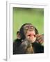 Chimpanzee-null-Framed Photographic Print