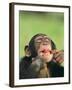 Chimpanzee-null-Framed Photographic Print