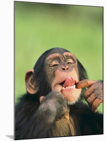 Chimpanzee-null-Mounted Photographic Print