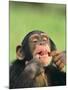 Chimpanzee-null-Mounted Photographic Print