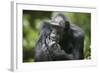 Chimpanzee-Paul Souders-Framed Photographic Print