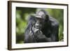 Chimpanzee-Paul Souders-Framed Photographic Print