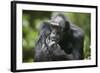 Chimpanzee-Paul Souders-Framed Photographic Print