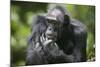 Chimpanzee-Paul Souders-Mounted Photographic Print