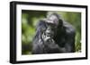 Chimpanzee-Paul Souders-Framed Photographic Print