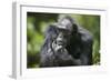 Chimpanzee-Paul Souders-Framed Photographic Print