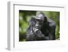 Chimpanzee-Paul Souders-Framed Photographic Print