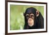 Chimpanzee-DLILLC-Framed Photographic Print