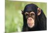 Chimpanzee-DLILLC-Mounted Photographic Print