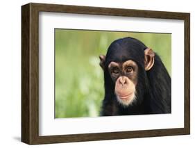 Chimpanzee-DLILLC-Framed Photographic Print