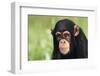 Chimpanzee-DLILLC-Framed Photographic Print