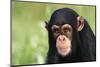 Chimpanzee-DLILLC-Mounted Photographic Print