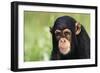 Chimpanzee-DLILLC-Framed Photographic Print