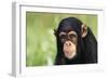 Chimpanzee-DLILLC-Framed Photographic Print