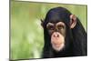 Chimpanzee-DLILLC-Mounted Photographic Print