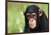 Chimpanzee-DLILLC-Framed Photographic Print