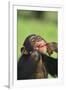 Chimpanzee-DLILLC-Framed Photographic Print