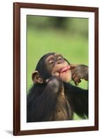 Chimpanzee-DLILLC-Framed Photographic Print