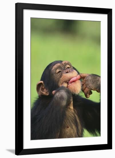 Chimpanzee-DLILLC-Framed Photographic Print