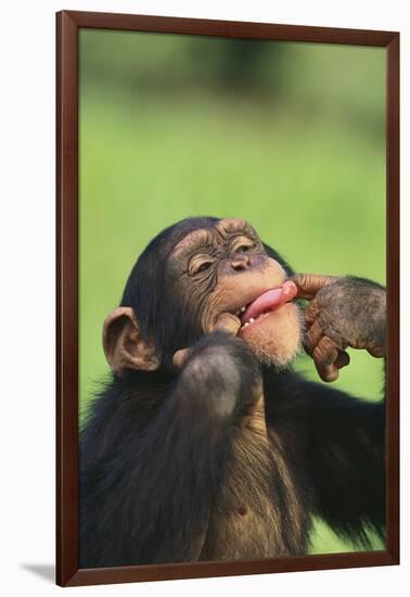 Chimpanzee-DLILLC-Framed Photographic Print