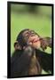 Chimpanzee-DLILLC-Framed Photographic Print