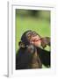 Chimpanzee-DLILLC-Framed Photographic Print