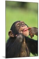 Chimpanzee-DLILLC-Mounted Photographic Print