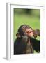 Chimpanzee-DLILLC-Framed Photographic Print