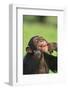 Chimpanzee-DLILLC-Framed Photographic Print