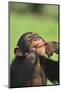 Chimpanzee-DLILLC-Mounted Photographic Print