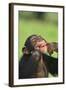 Chimpanzee-DLILLC-Framed Photographic Print