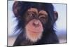 Chimpanzee-DLILLC-Mounted Photographic Print