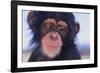 Chimpanzee-DLILLC-Framed Photographic Print