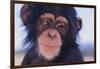 Chimpanzee-DLILLC-Framed Photographic Print