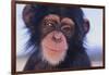 Chimpanzee-DLILLC-Framed Photographic Print