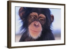 Chimpanzee-DLILLC-Framed Photographic Print