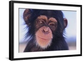 Chimpanzee-DLILLC-Framed Photographic Print