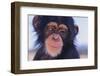 Chimpanzee-DLILLC-Framed Photographic Print