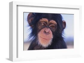 Chimpanzee-DLILLC-Framed Photographic Print