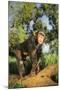 Chimpanzee-DLILLC-Mounted Photographic Print