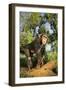 Chimpanzee-DLILLC-Framed Photographic Print